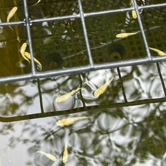 レモンティアラメダカ8匹の画像