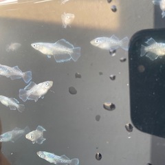 スペード伸び無し15匹程の画像