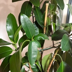 ゴムの木の画像