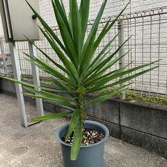青年の木　ユッカの画像