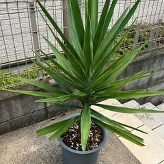 青年の木　ユッカの画像