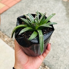 笹の雪　アガベ🪴多肉植物の画像