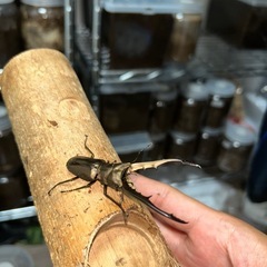 メタリフェルホソアカクワガタ　ペアの画像