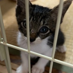 2ヶ月弱子猫一旦停止