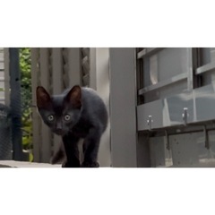 推定生後2-3ヶ月 黒猫ちゃん 🐈‍⬛