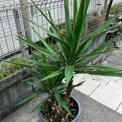 青年の木　ユッカの画像
