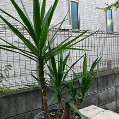 青年の木　ユッカの画像