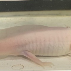 ウーパールーパーの画像