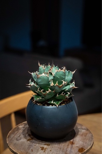 アガベ チタノタ 農大NO.1