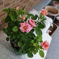 ミニバラの画像