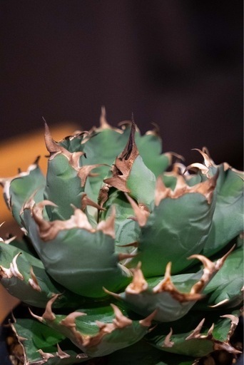 アガベ チタノタ 農大NO.1