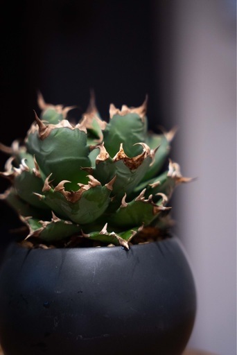 アガベ チタノタ 農大NO.1