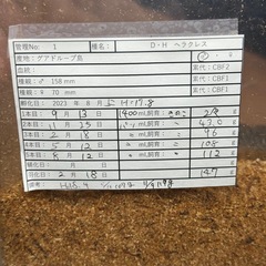 【成虫】ヘラクレスオオカブト　147mm オス単品の画像