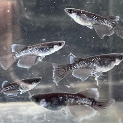 漆黒アースアイRLF･若魚〜メダカ めだかの画像