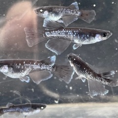 漆黒アースアイRLF･若魚〜メダカ めだかの画像