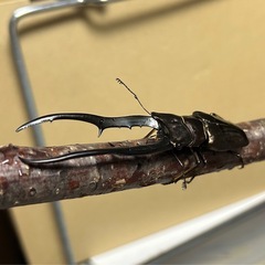 大型90㍉メタリフェルホソアカクワガタ♂1♀2　即ブリ トリオの画像