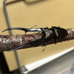 大型90㍉メタリフェルホソアカクワガタ♂1♀2　即ブリ トリオの画像
