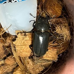 大型90㍉メタリフェルホソアカクワガタ♂1♀2　即ブリ トリオの画像