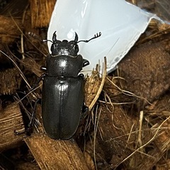 大型90㍉メタリフェルホソアカクワガタ♂1♀2　即ブリ トリオの画像