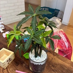   【500円でお譲りします】観葉植物フェイクグリーン 2点セットの画像