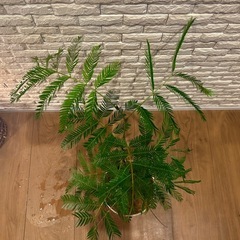 ❇️夜になると葉を閉じて眠る不思議✨な観葉植物【エバーフレッシュ】④✨の画像