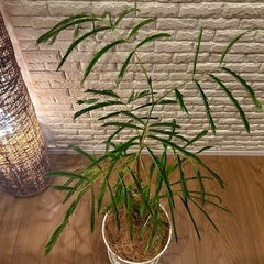 ❇️夜になると葉を閉じて眠る不思議✨な観葉植物【エバーフレッシュ】④✨の画像