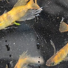 めだか販売　　～1000円の画像