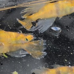 めだか販売　　～1000円の画像