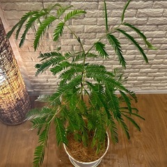 ❇️夜になると葉を閉じて眠る不思議✨な観葉植物【エバーフレッシュ】④✨の画像