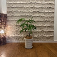 ❇️夜になると葉を閉じて眠る不思議✨な観葉植物【エバーフレッシュ】④✨の画像