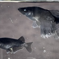 漆黒アースアイRLF･若魚〜メダカ めだかの画像
