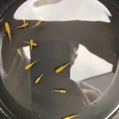 【めだか】品種いろいろ 稚魚/幼魚 20匹の画像