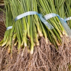 早生　玉ねぎ苗🌱先行予約‼️の画像
