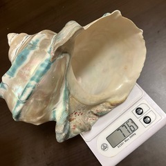 夜光貝　大の画像