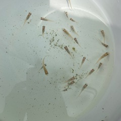 【めだか】品種いろいろ 稚魚/幼魚 20匹の画像