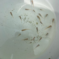【めだか】品種いろいろ 稚魚/幼魚 20匹の画像