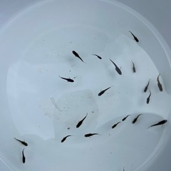 【めだか】品種いろいろ 稚魚/幼魚 20匹の画像