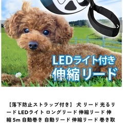[未使用]　犬用リード(Liscia)の画像