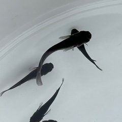 予定者　決まりました。大蛇（オロチ）若魚1匹100円の画像