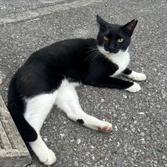 黒白タキシードキャット（野良）推定3歳の画像