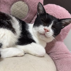 人懐っこい野良猫ちゃん