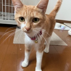 避妊手術済み  メス猫  3歳くらい - 奥州市