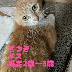 避妊手術済み  メス猫  3歳くらい - 猫