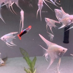 プラチナエンゼルフィッシュの画像