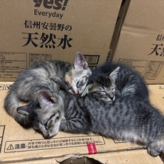 2ヶ月の子猫
