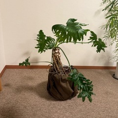 セロームの画像