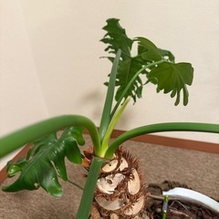 セロームの画像