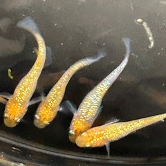 蒼煌メダカ　
若魚1匹100円の画像