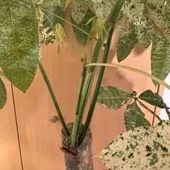 パキラ ミルキーウェイ 観葉植物の画像