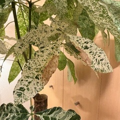 パキラ ミルキーウェイ 観葉植物の画像